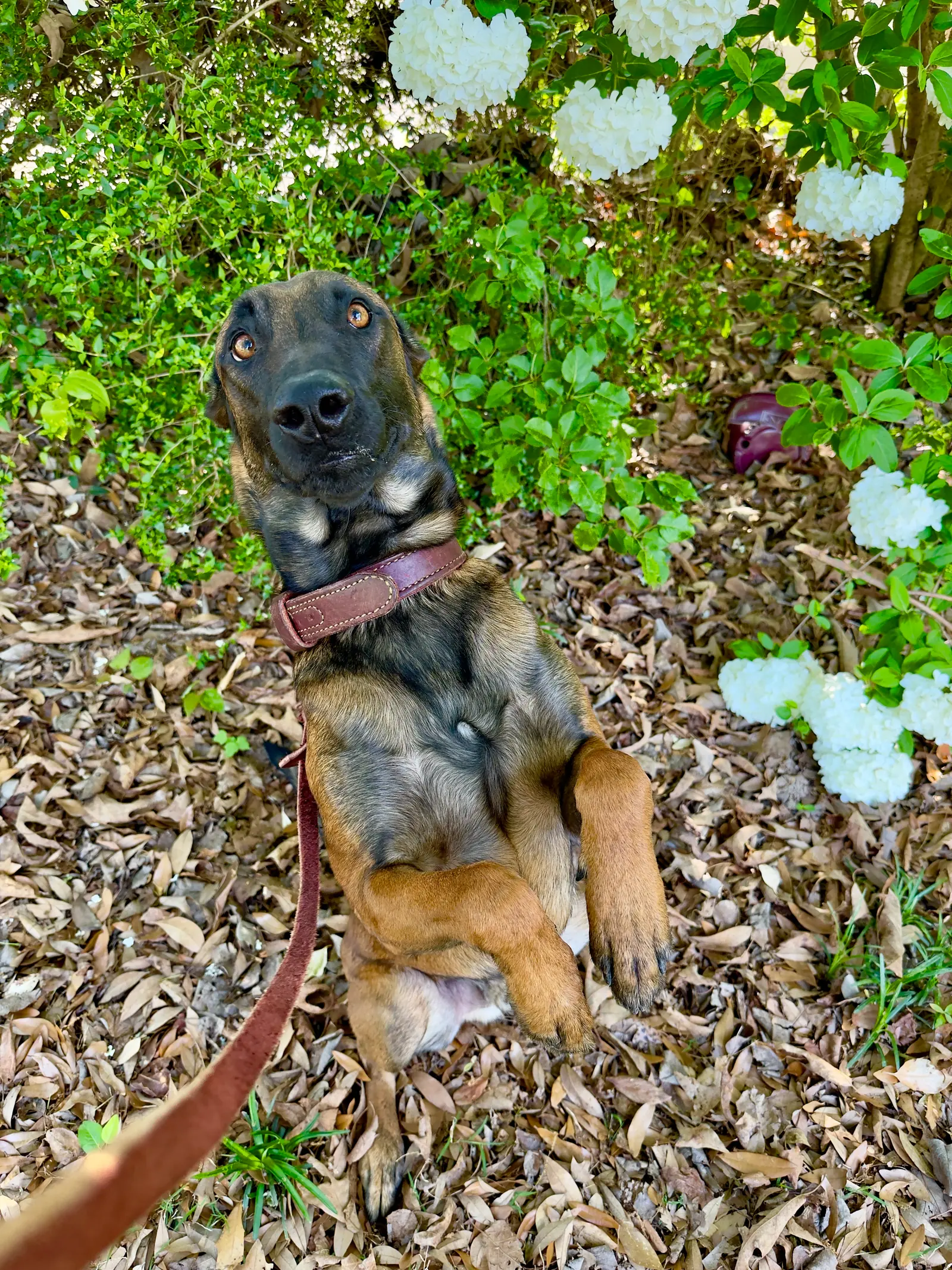 Pet sitting and in-home animal care 1